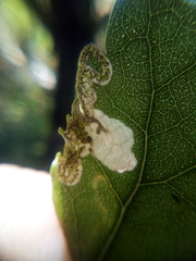 Stigmella hoheriae