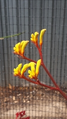 Anigozanthos pulcherrimus