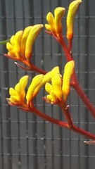 Anigozanthos pulcherrimus