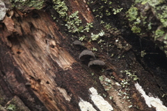 Resupinatus trichotis