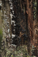 Resupinatus trichotis