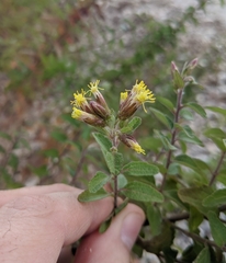 Brickellia cylindracea