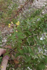 Brickellia cylindracea