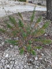 Brickellia cylindracea