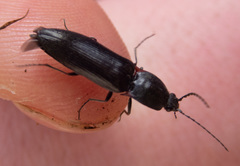 Acteniceromorphus umbricolus