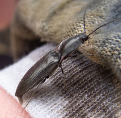 Acteniceromorphus umbricolus