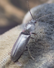 Acteniceromorphus umbricolus