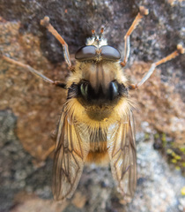 Criorhina bubulcus
