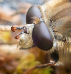 Criorhina bubulcus