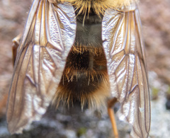 Criorhina bubulcus