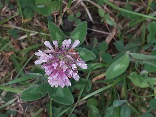 Trifolium pratense image