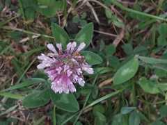 Trifolium pratense image