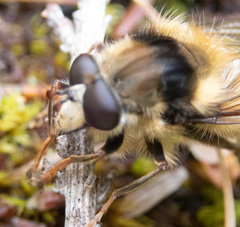Criorhina bubulcus