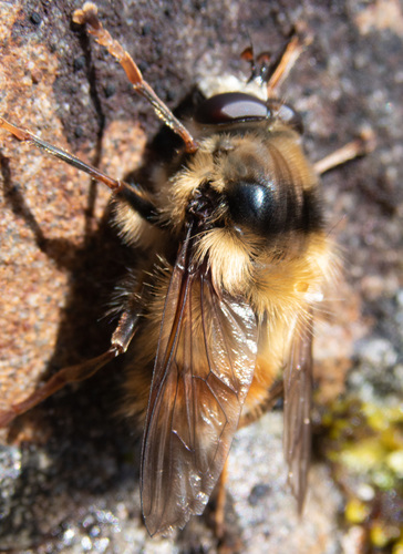 Criorhina bubulcus (Walker, 1849)