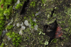 Tremella globispora