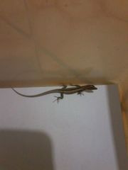 Cryptoblepharus balinensis