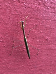 Tenodera fasciata