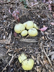 Buchwaldoboletus