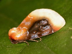 Chrysoecia scira