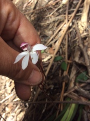 Caladenia alpina