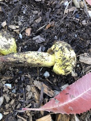 Buchwaldoboletus