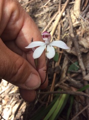 Caladenia alpina
