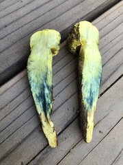 Buchwaldoboletus