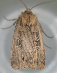 Pseudohermonassa flavotincta