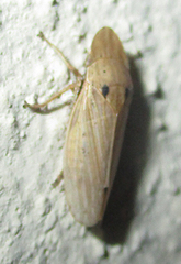 Glossocratus afzelii