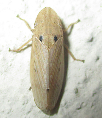 Glossocratus afzelii