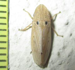 Glossocratus afzelii