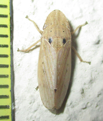 Glossocratus afzelii