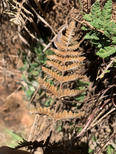 Cheilanthes inaequalis, 2020-10-30