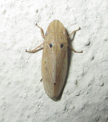 Glossocratus afzelii