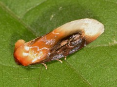 Chrysoecia scira