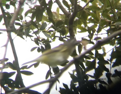 Vireo solitarius image