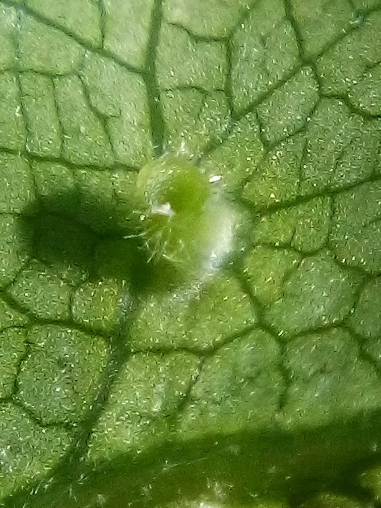 Hoheriococcus
