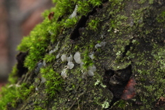 Tremella globispora