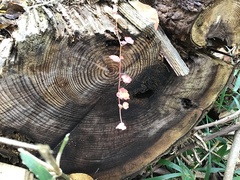 Angiospermae