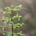 Habenaria floribunda - Photo (c) Mary Keim, μερικά δικαιώματα διατηρούνται (CC BY-NC-SA)