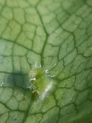 Hoheriococcus fionae