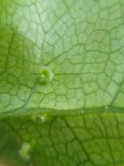 Hoheriococcus fionae