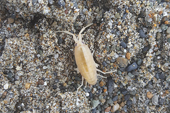 Traskorchestia traskiana