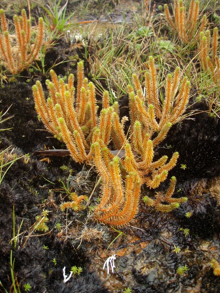 Huperzia X erubescens
