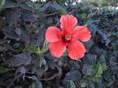 Hibiscus rosa-sinensis