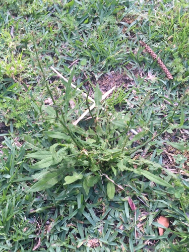 Rumex brownii