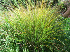 Carex virgata