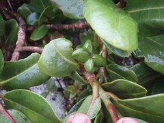 Melicope clusiifolia