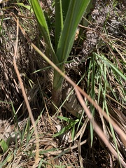 Hypoxis rigidula rigidula