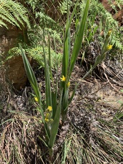 Hypoxis rigidula rigidula